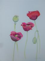 Lucky Poppies